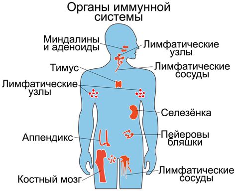 Селен и иммунная система