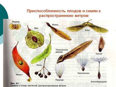 Семена и плоды: источники питательных элементов для прорастания и размножения растений