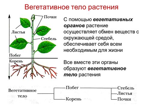 Семядоля у множества цветных растений: особенности и важность для размножения