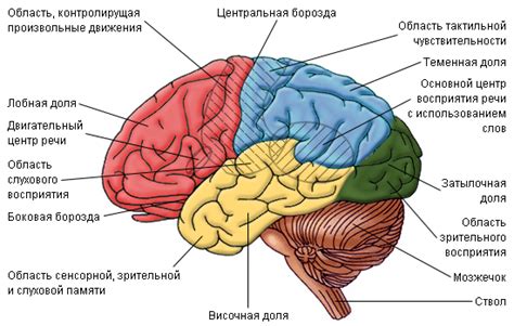 Сенсорные органы и их роль в определении ориентации головы у наземных щупальцевых