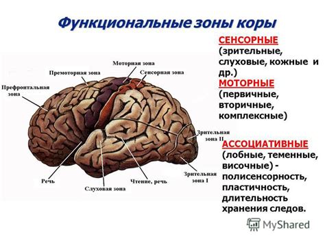 Сенсорные функции в области височного отдела