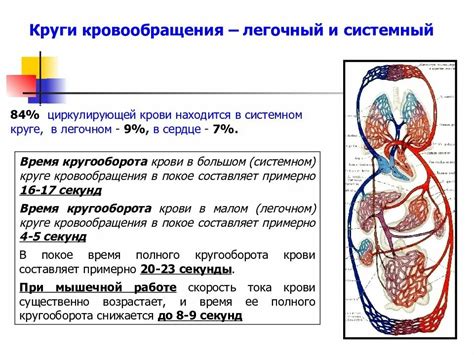 Сердечно-сосудистая система: основные функции и механизмы работы