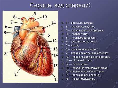 Сердце и его связь с левой стороной тела у женщин