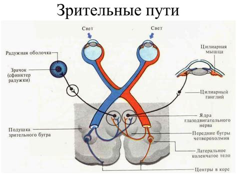 Сетчатка и зрительный нерв: биологические структуры глаза в ближней зоне окологлазничной области