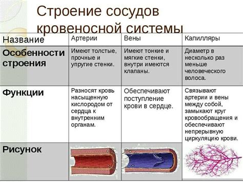 Сеть кровеносных сосудов и пути нервных сигналов под подбородком: их расположение и функции