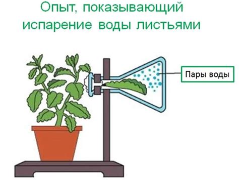 Сидячие листья: защита растений от вредителей и минимизация испарения воды