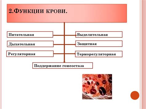 Символическое значение крови, и ее связь с состоянием здоровья в сновидениях