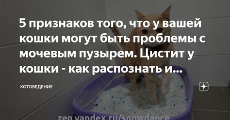 Симптомы, указывающие на проблемы с мочевым пузырем у кошки: основные признаки