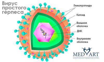 Симптомы вируса герпеса