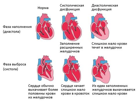 Симптомы и признаки функционального нарушения передней конечности у котенка