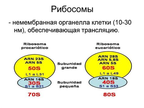 Синтез белка и роль рибосом: основа жизни и таинство клеточного механизма