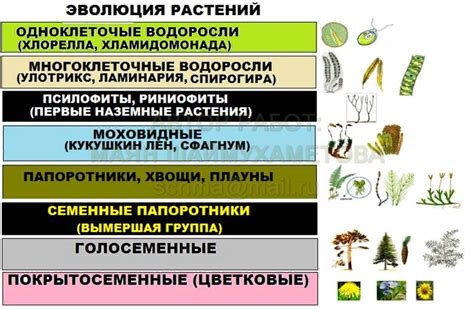 Систематика разделов растений: важность классификации и организация многообразия