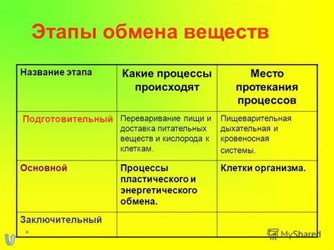 Система обмена веществ после приема пищи и ее воздействие на энергетический баланс