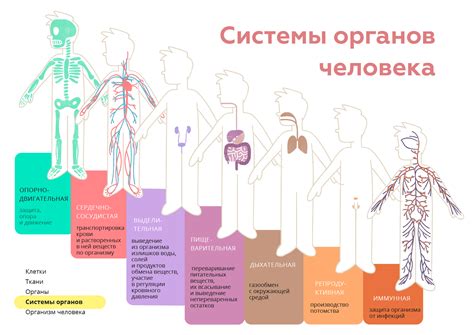 Система организации и распределения основного элемента в организме человека