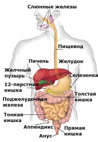 Система пищевого тракта: особенности устройства и функционирования