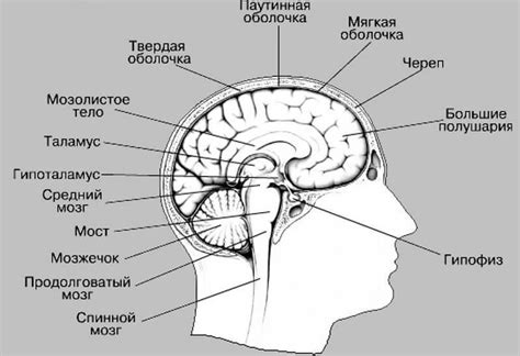 Системы, регулирующие эмоциональное состояние в I вентрикуле головного мозга