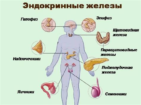 Слезные железы и их функции