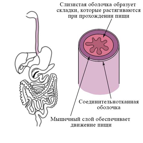 Слизистая оболочка толстого кишечника: процесс всасывания воды и некоторых питательных элементов