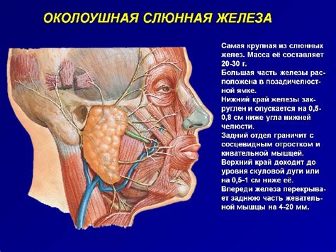 Слюнные железы подбородочной области: функционал и состав