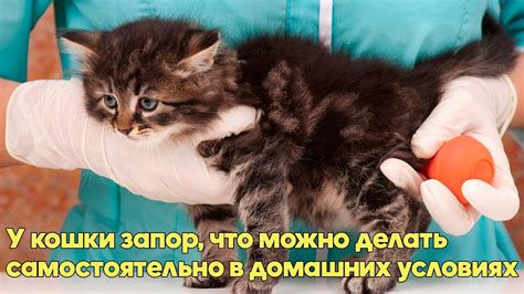 Советы ветеринарного врача по определению отсутствия выдаивания у кошки