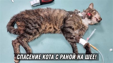 Советы для ухода за раной кота после оказания неотложной помощи