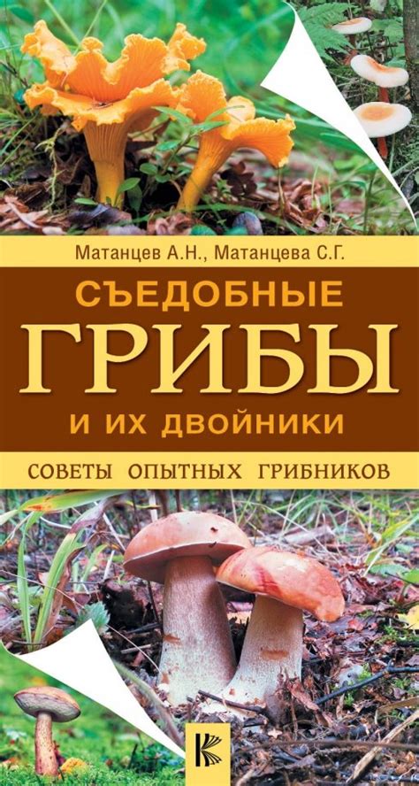 Советы опытных грибников и особенности местности