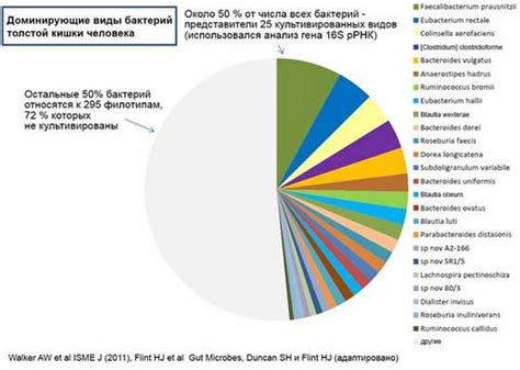 Советы по использованию бактериальных препаратов после исследования толстой кишки