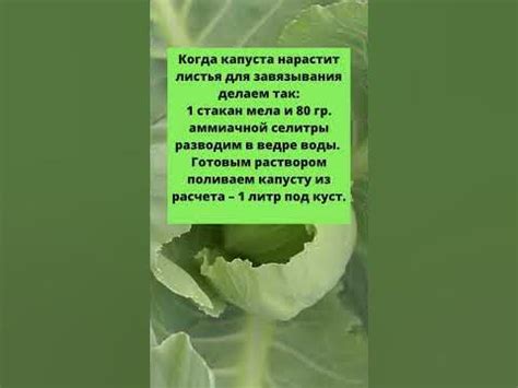 Советы по применению герметических контейнеров для сохранения плотных белокочанных головок капусты