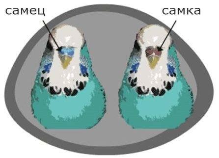 Совместное содержание между самцом и самцом