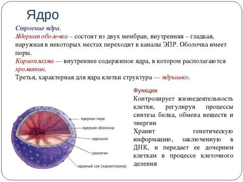 Содержимое и особенности предметов пожирательского комплекта