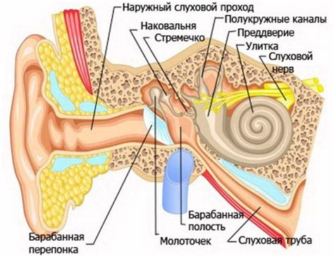 Соединение между структурой челюсти и функцией уха: особенности связей