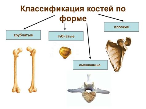 Соединения вторичной реберной кости с окружающими структурами: артикуляция и подвижность