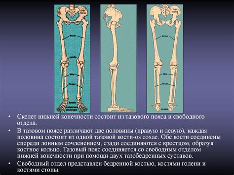 Создание анатомического образования: аномальный выступление в структуре предплечья