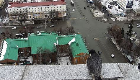 Создание идеальных условий для гнездования на крыше или фасаде здания