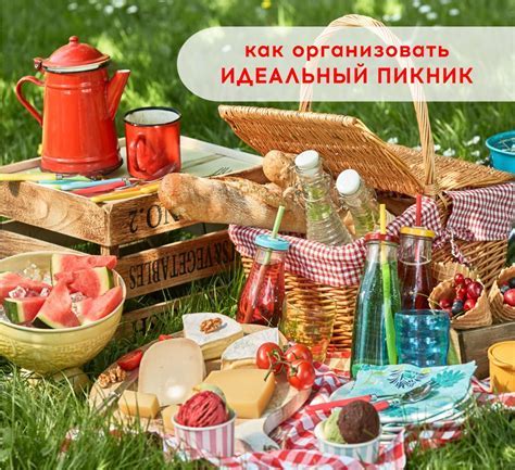 Создание и организация идеального дома для комфортного обитания ахатинов