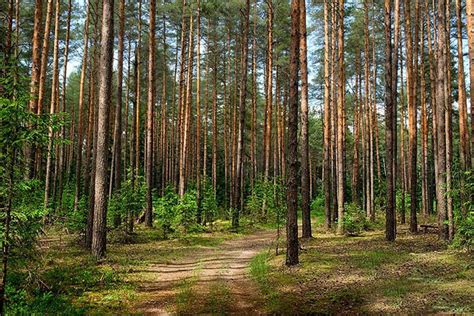 Сокровища природы: Сосновый бор в близлежащих местах Гатчины