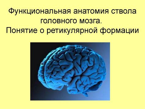 Соотношение ретикулярной формации с другими структурами головного мозга