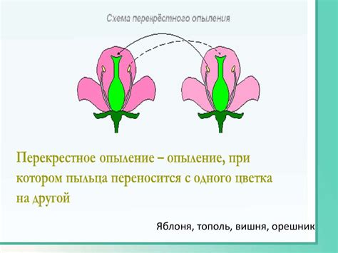 Соприкосновение полов: важность расположения семенного зародыша для опыления растений