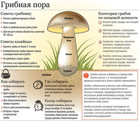 Составление правил и рекомендаций для сбора грибов физалиформ