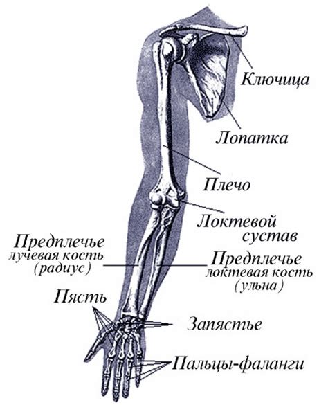 Составляющие средней части руки