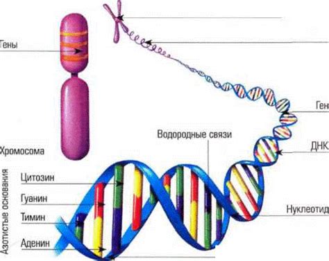 Состав хромосом: гены и ДНК