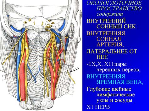 Сосуды и нервы внутренней стороны бедра: путь и функции