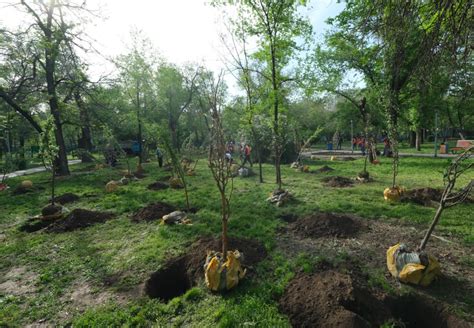 Сохранение здоровья яблоневых деревьев на глинистой почве: контроль сорняков и борьба с вредителями