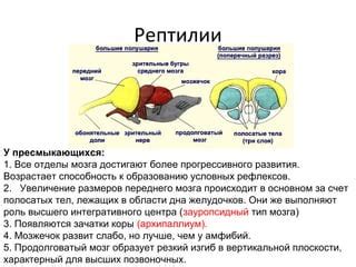 Сохранение инстинктов и важных рефлексов: роль палеоцеребральной коры