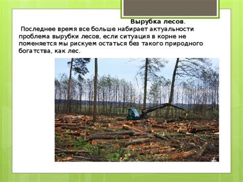 Сохранение неповторимой природы: противостояние угрозам для тайги
