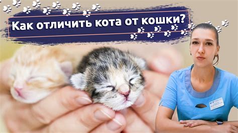 Социализация и обучение новорожденных котят