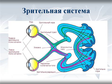 Сочетание пищи и временное размыление зрения: взаимосвязь и причины