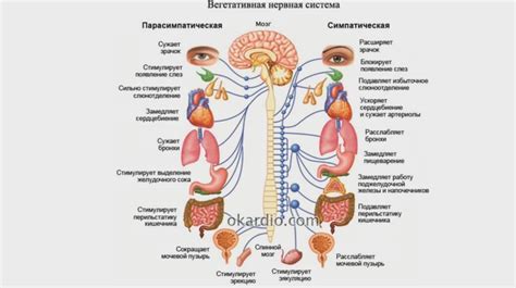 Сочетание помидоров и гречки: влияние на пищеварение