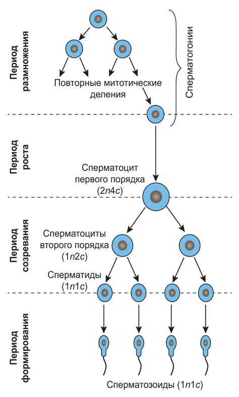 Сперматогенез у млекопитающих