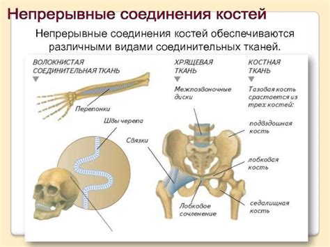 Специализированные соединения костей: многообразие их структуры и функций